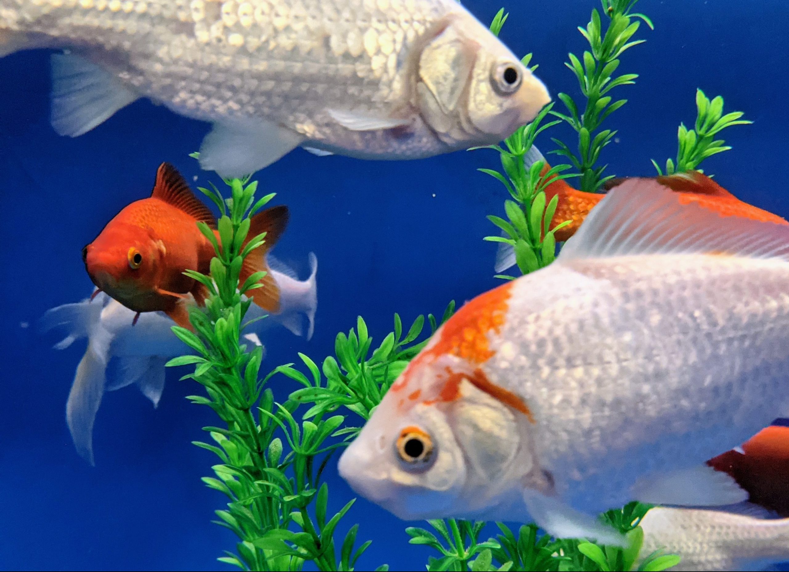 Decorative image of goldfish